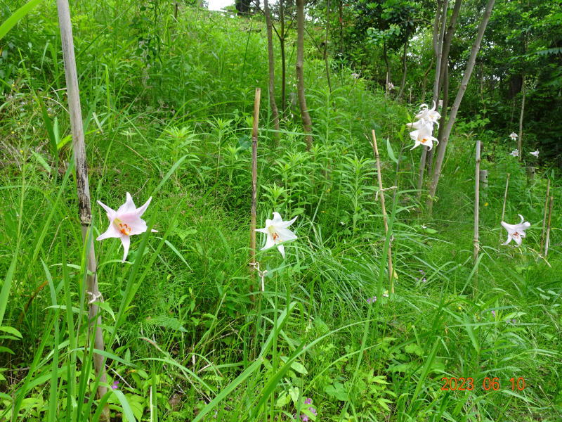 長雨前の　うみべの森巡廻_c0108460_16380362.jpg