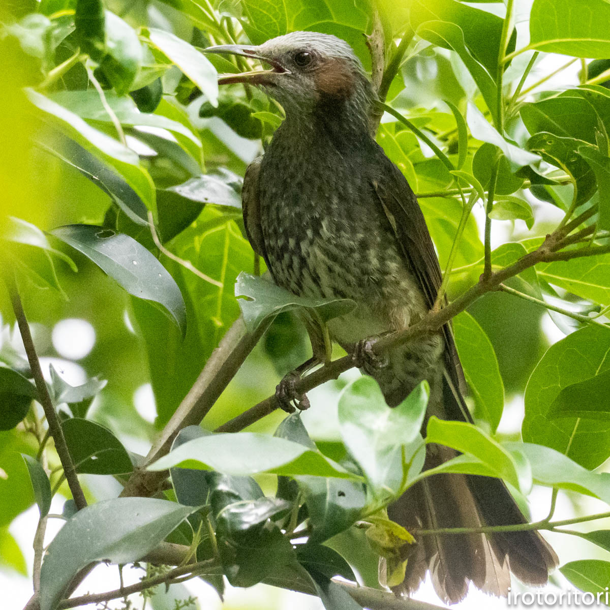 幼鳥？！　　（ヒヨドリ）　　2023/06/08_d0146592_00312363.jpg