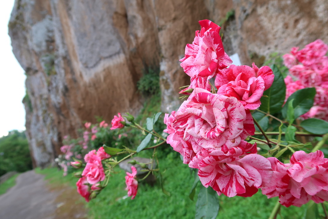 菩提樹の花、アナベルも咲き始め今もバラ、ひなげしの咲くオルヴィエート_f0234936_23254542.jpg
