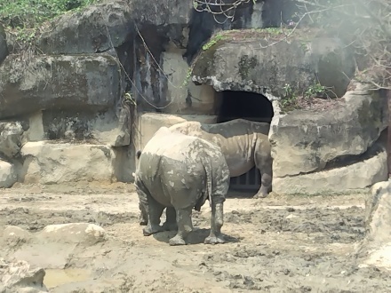 台北市動物園のシロサイ_e0266067_18470704.jpg