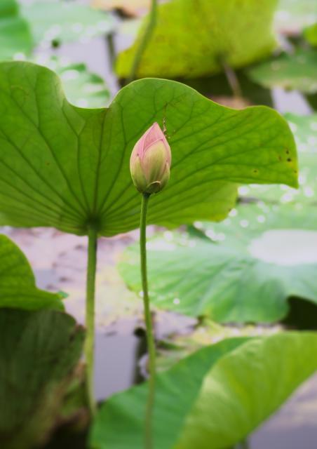 2023年6月14日蓮華寺池公園の蓮の一番花候補。_c0309734_09381920.jpg