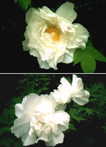●「白牡丹 今年もメリメリ 咲きました 香る部屋開け 虫を呼び込み」_b0419387_18072184.jpg