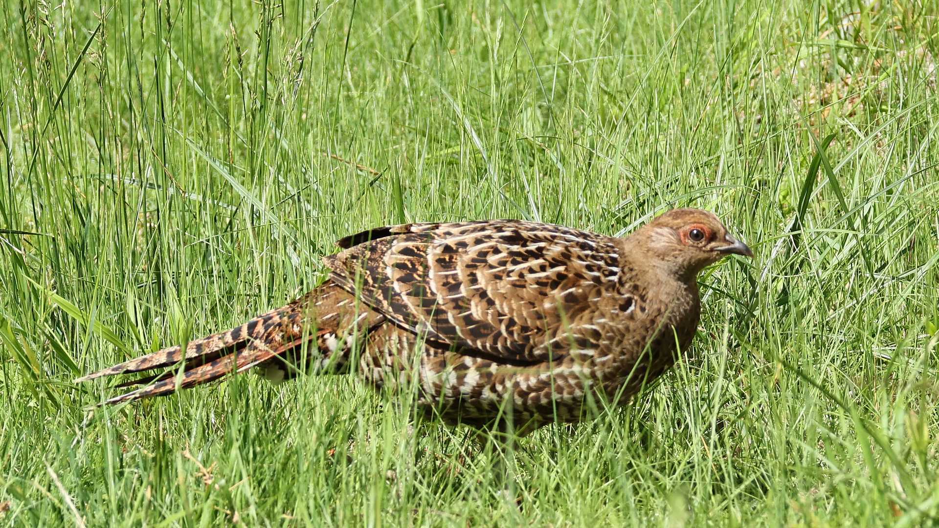 台湾遠征報告６：　ミカドキジは雌のみ、、、　Taiwan Tour report 6: Mikado pheasant is female only_f0105570_17073285.jpg