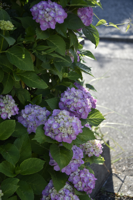 梅雨のなかやすみ・・・あじぃ・・・_c0122455_19490340.jpg