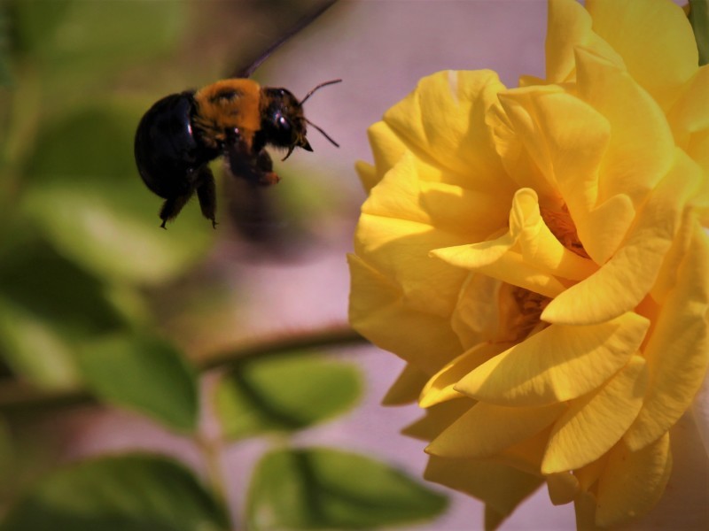 薔薇の花_f0363125_11170430.jpg