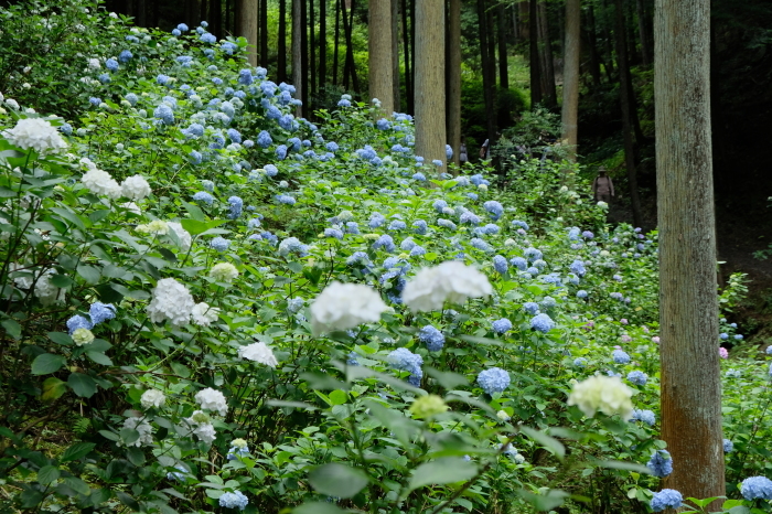 南沢あじさい山_c0284923_18532684.jpg