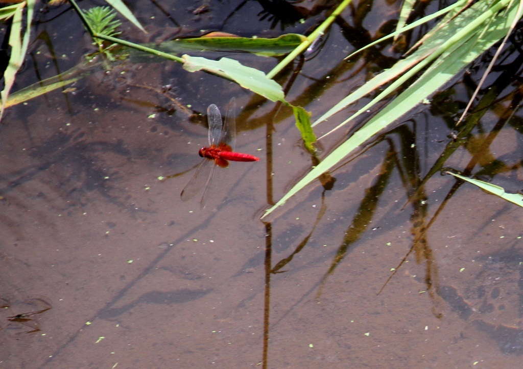 公園の昆虫たち *** 2023/06/23_d0338028_10362961.jpg