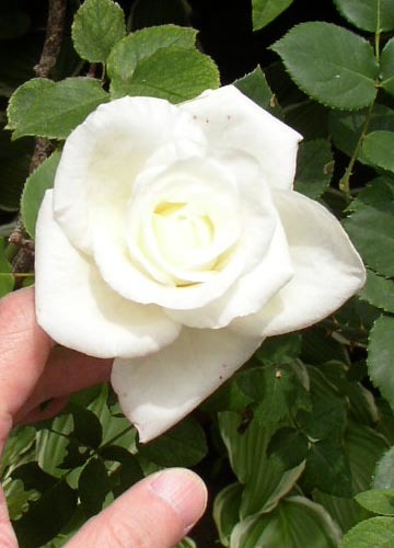 ●健気に咲き続ける白薔薇ＶＩＲＧＯ、その３６_b0419387_01012573.jpg