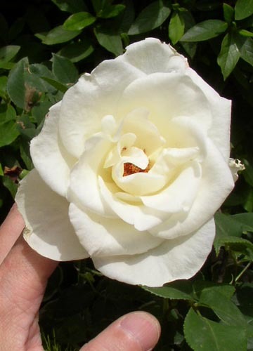 ●健気に咲き続ける白薔薇ＶＩＲＧＯ、その３６_b0419387_01014804.jpg
