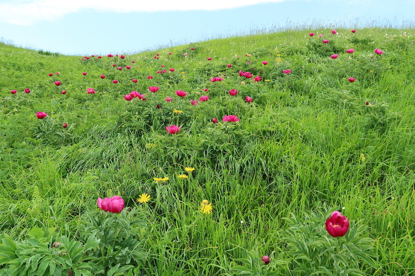 自生のシャクヤク美しく群れ咲くシビッリーニ山脈_f0234936_04554682.jpg