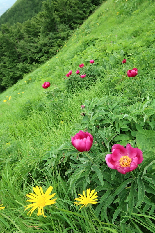 自生のシャクヤク美しく群れ咲くシビッリーニ山脈_f0234936_04594677.jpg