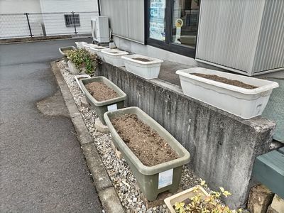 植える_e0149240_08105974.jpg