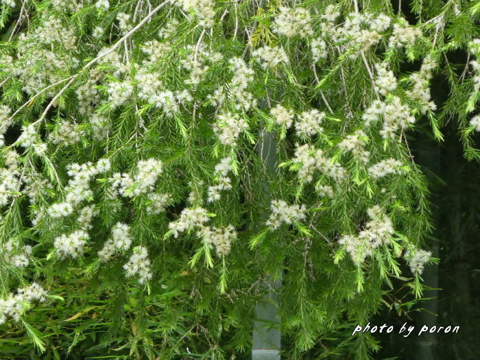 クィーンズランド庭園で開花する花々です。_c0137342_12583591.jpg