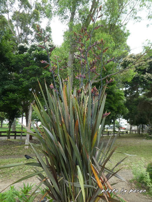 クィーンズランド庭園で開花する花々です。_c0137342_13150731.jpg