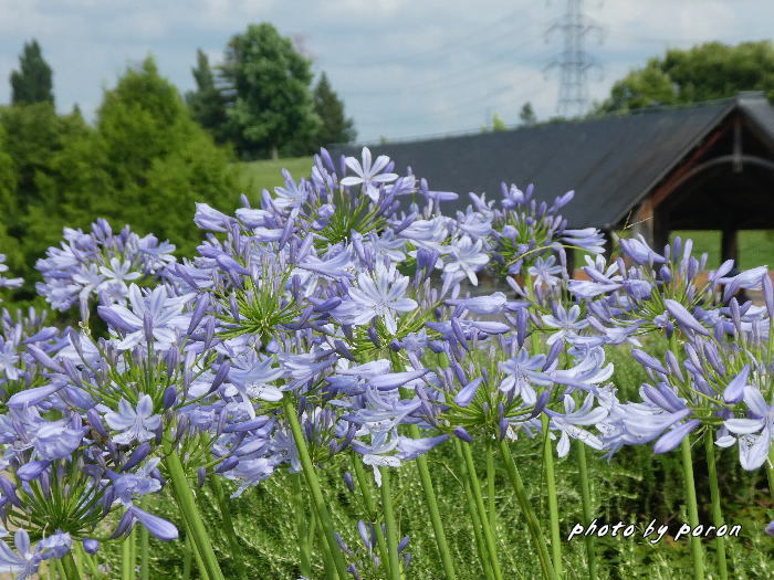 クィーンズランド庭園で開花する花々です。_c0137342_13190942.jpg