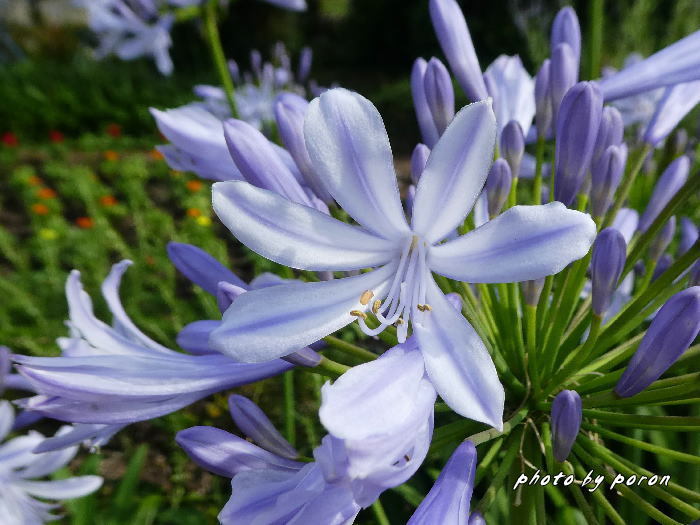 クィーンズランド庭園で開花する花々です。_c0137342_13192061.jpg