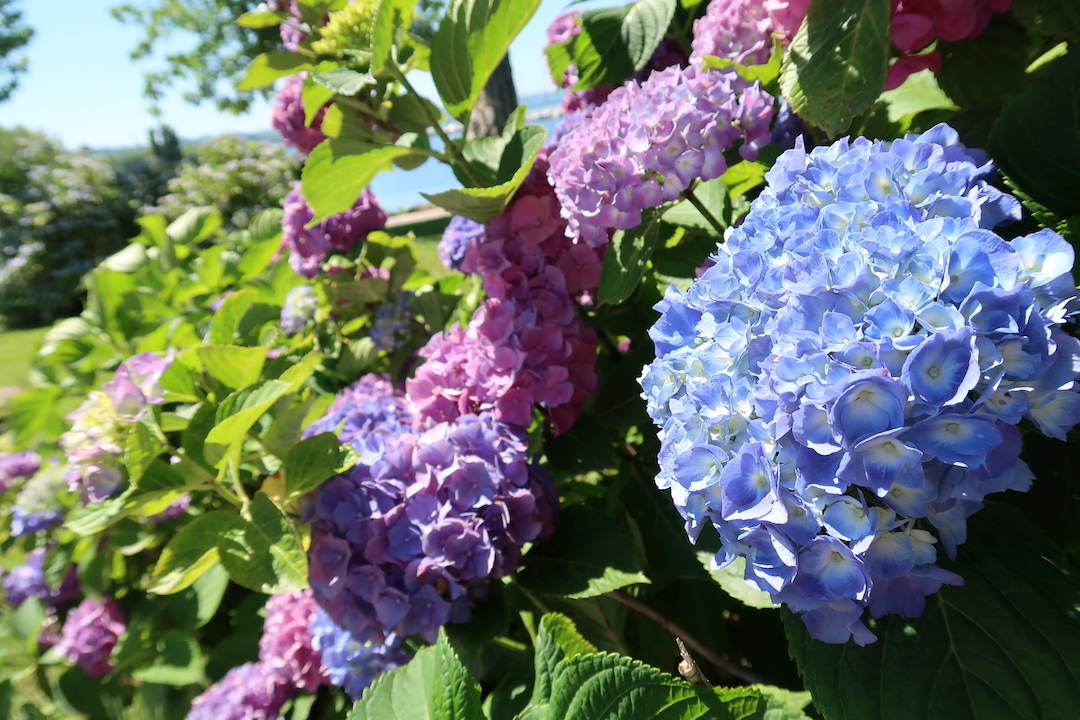 紫陽花と青い湖ボルセーナ_f0234936_21055717.jpg