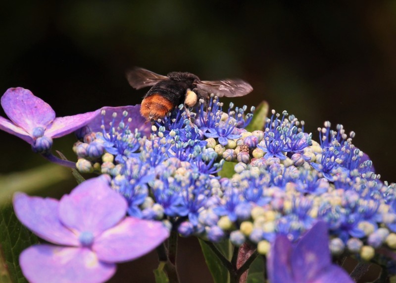 紫陽花＆蜂_f0363125_18173790.jpg