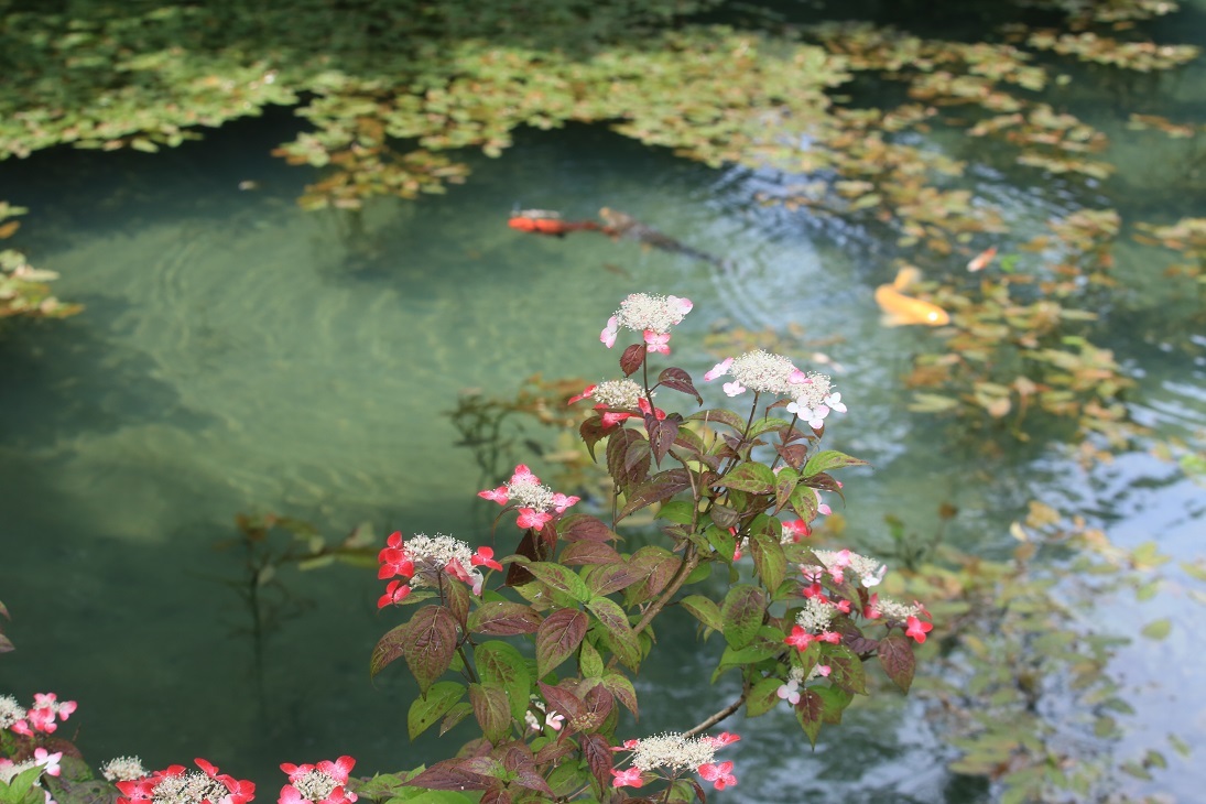 岐阜県　山県市　円原川　　２０２３．０６．２３_f0148913_22574591.jpg