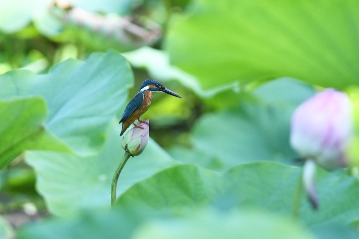 蓮の花にカワセミ　その２_b0162232_12454035.jpg