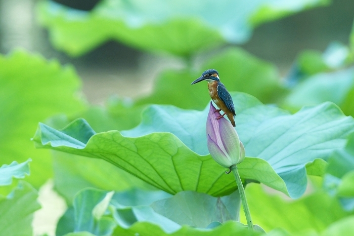 蓮の花にカワセミ　その１_b0162232_15315754.jpg