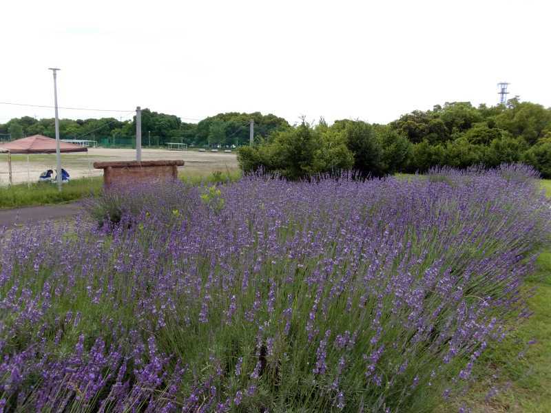 富浜緑地ハーブ花壇にてラベンダーの花が咲いています&#127800;_d0338682_09571417.jpg