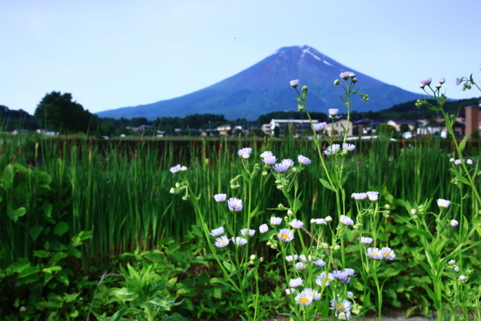 令和5年6月の富士（14）　農村公園からの富士　_e0344396_22223242.jpg