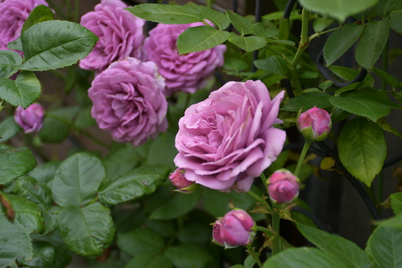 カインダブルーが満開です♪ : My garden ~ 小さな薔薇庭の12か月