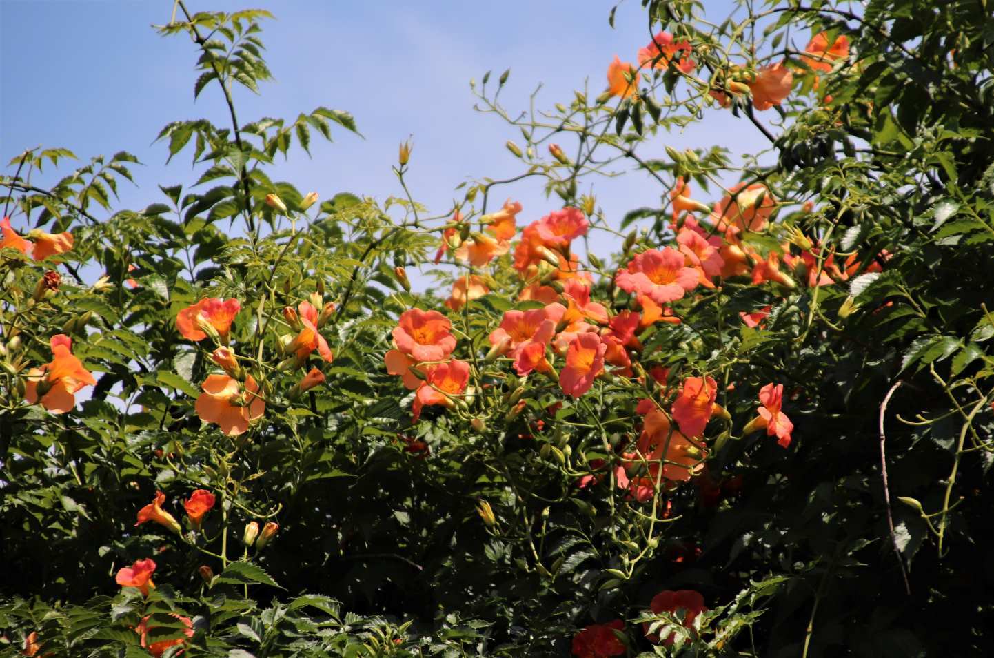 府立植物園　夏の花が盛りです_e0048413_18444087.jpg