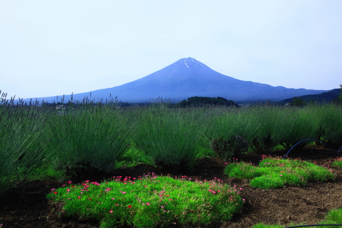 令和5年6月の富士（15）　大石公園夏の花と富士　_e0344396_18210849.jpg