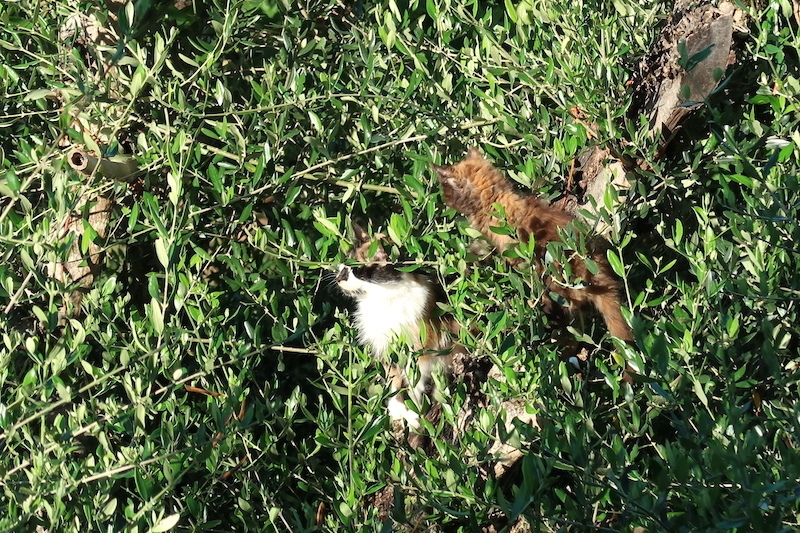 母と子でオリーブの木に登るうちの猫たち_f0234936_06501898.jpg