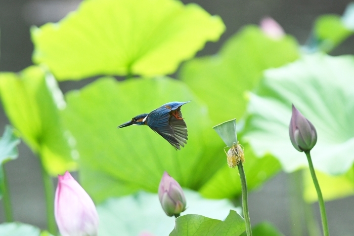 蓮の花にカワセミ２回目　その１_b0162232_07371929.jpg