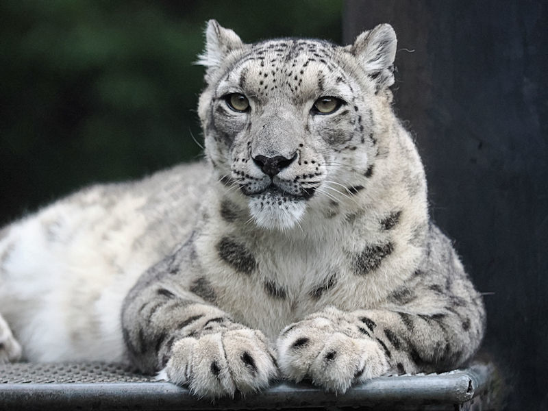 動物園放浪記