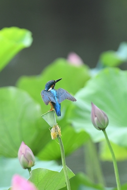 蓮の花にカワセミ２回目　その３_b0162232_09470894.jpg