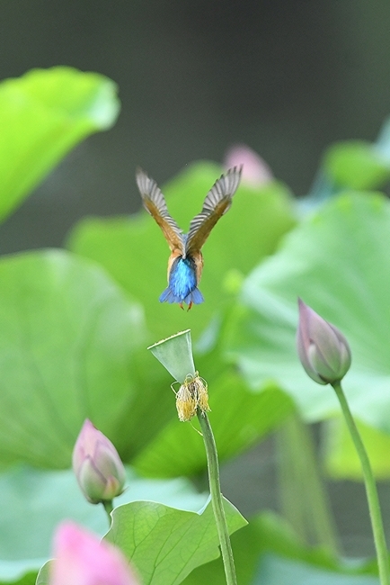 蓮の花にカワセミ２回目　その３_b0162232_09473440.jpg