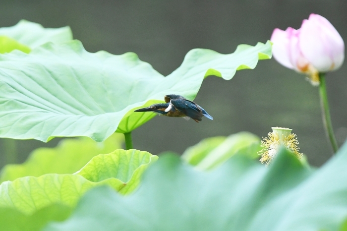 蓮の花にカワセミ２回目　その３_b0162232_09480453.jpg