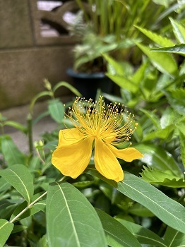 牧野富太郎植物庭園(練馬）_e0090555_10333549.jpg