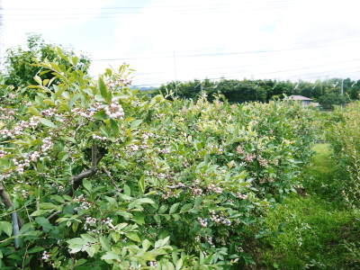 熊本県菊池水源産の無農薬で育てた『フレッシュブルーベリー』令和5年度はまもなく販売開始！_a0254656_16431255.jpg