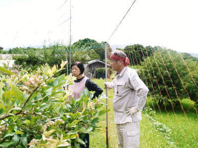 熊本県菊池水源産の無農薬で育てた『フレッシュブルーベリー』令和5年度はまもなく販売開始！_a0254656_16561232.jpg
