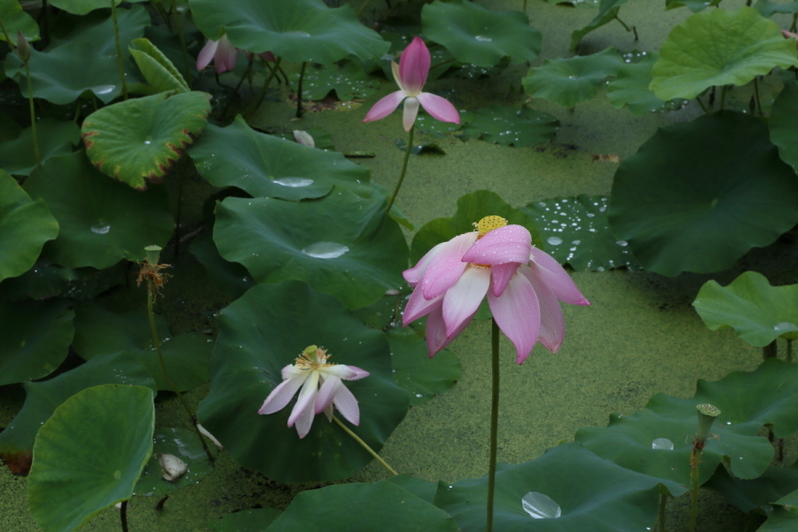 雨の花ハス_b0178102_19535532.jpg