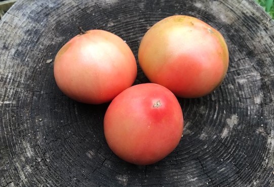 ナス、脇芽で育てたトマト初収穫7・8～11_c0014967_15460159.jpg