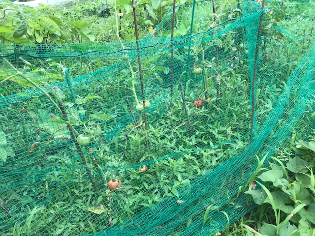 ナス、脇芽で育てたトマト初収穫7・8～11_c0014967_15461524.jpg