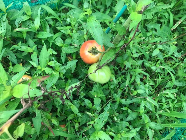 ナス、脇芽で育てたトマト初収穫7・8～11_c0014967_15462846.jpg