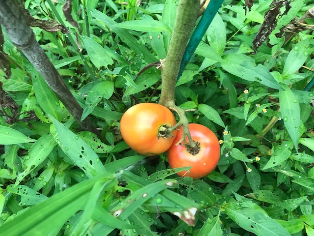 ナス、脇芽で育てたトマト初収穫7・8～11_c0014967_15464194.jpg