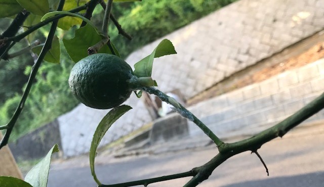 庭のレモン、スダチがアオバハゴロモの被害7・12_c0014967_16005808.jpg