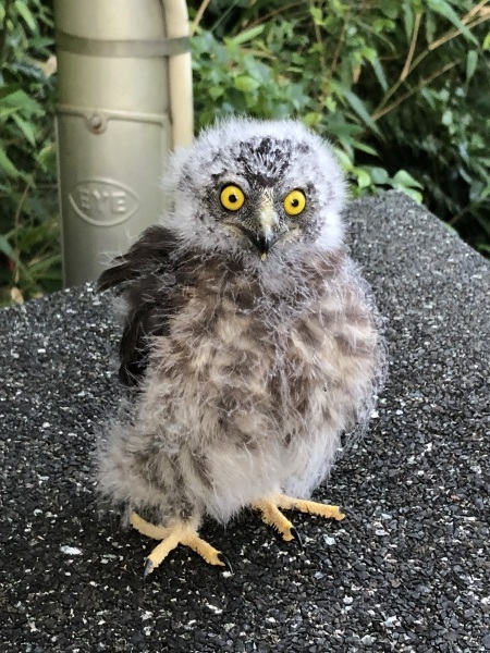 アオバズクの赤ちゃん_e0237580_10493432.jpeg