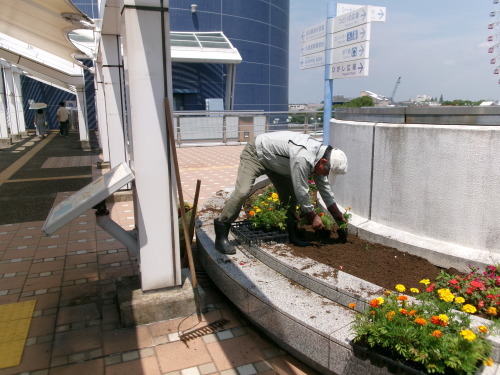 名古屋港水族館前花壇の植栽R5.7.10_d0338682_09462012.jpg