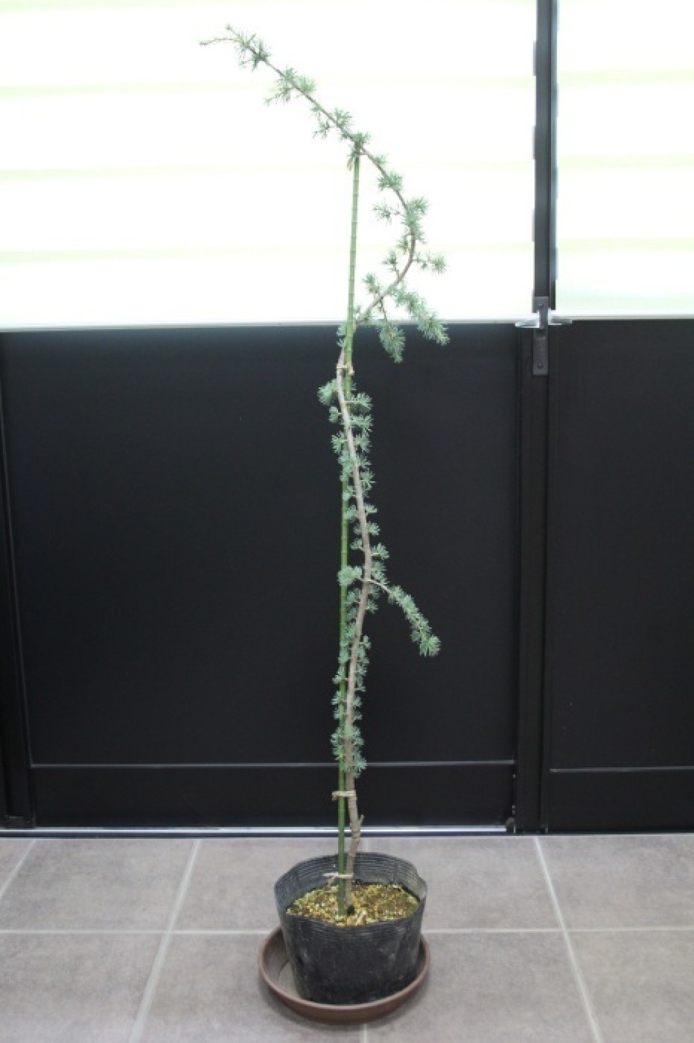 リースアトラスシーダー グラウカ ペンデュラ 希少品種 - 植物/観葉植物