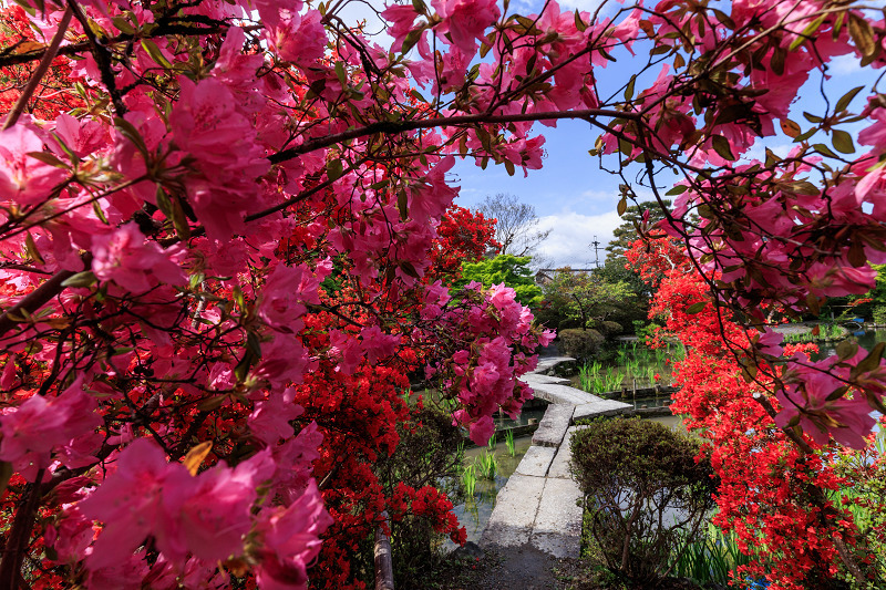 キリシマツツジ咲く梅宮大社 : 花景色－K.W.C. PhotoBlog