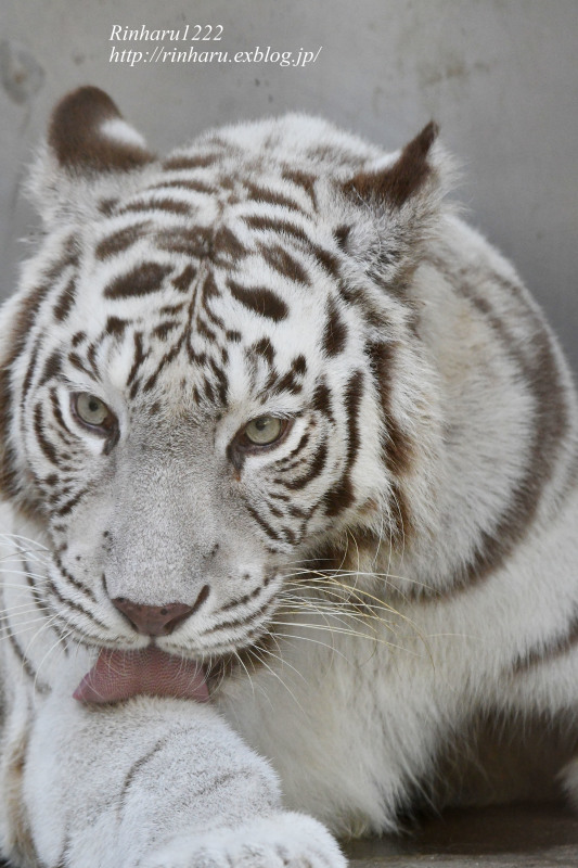 2023.7.16 宇都宮動物園☆ホワイトタイガーのシラナミ姫のお誕生日会【White tiger】_f0250322_17332247.jpg